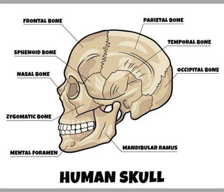 7,000-Year-Old Human Skull