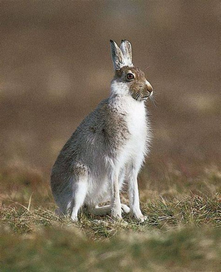 Animal Adaptations Hare