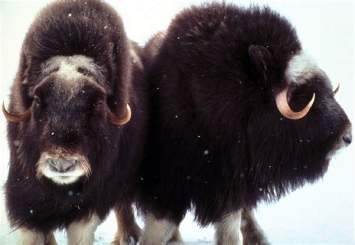 Animal Adaptations Oxen