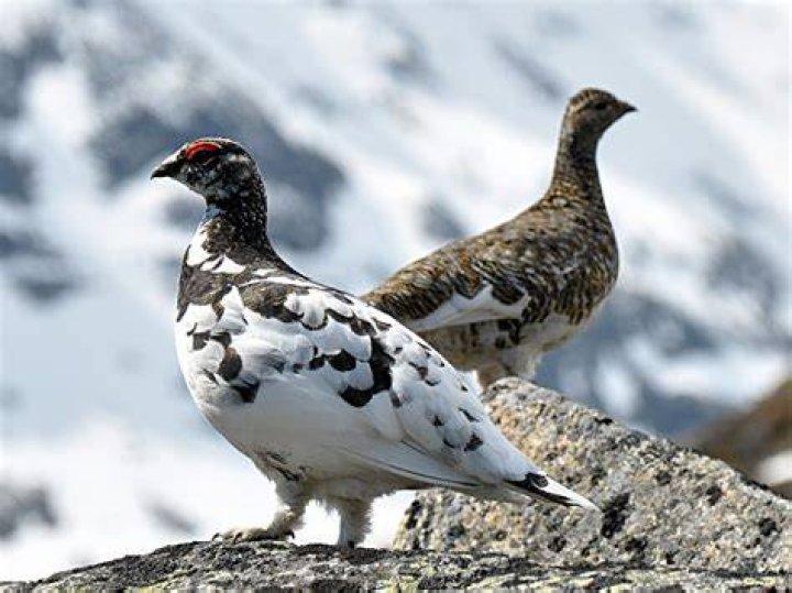 Animal Adaptations Ptarmigan