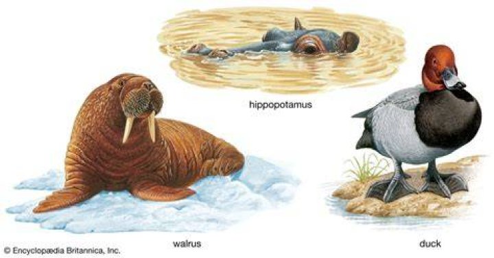 Animal Adaptations Walrus Water