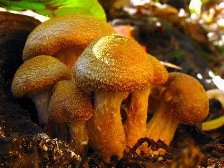 Armillaria Gallica