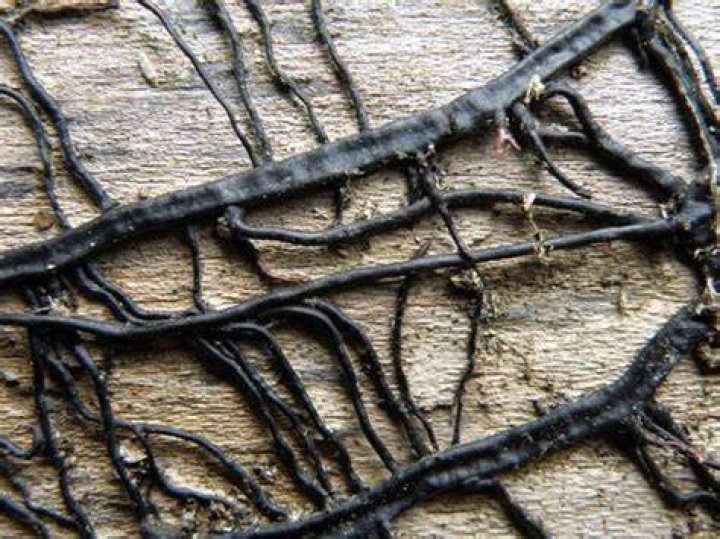 Armillaria Rhizomorphs