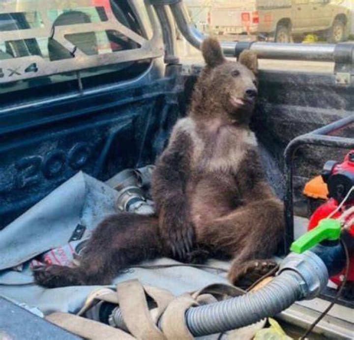 Balkiz The Bear