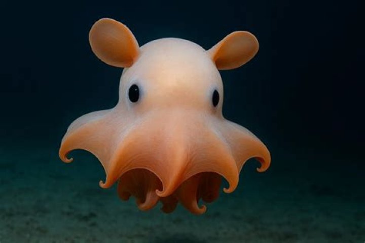 Dumbo Octopus Species