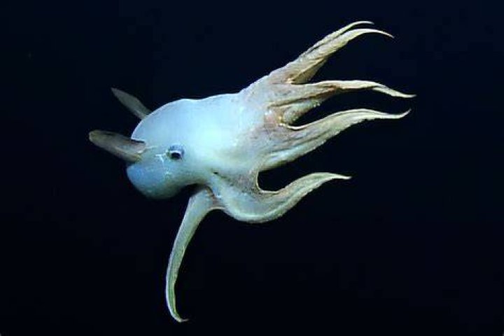 Dumbo Octopus