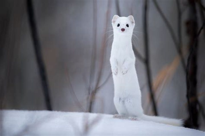 Ermine Winter