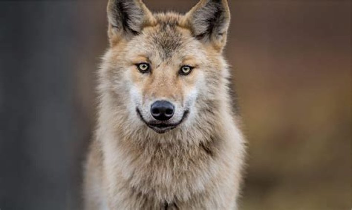 Eurasian Wolf