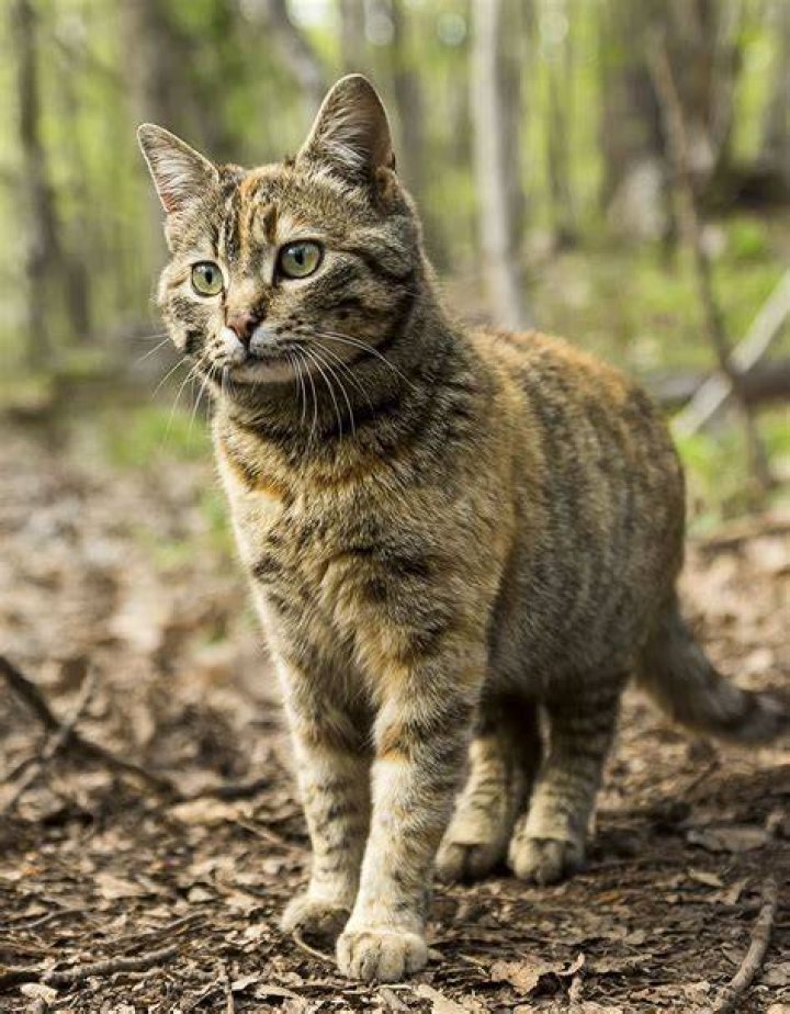 Feral Cat