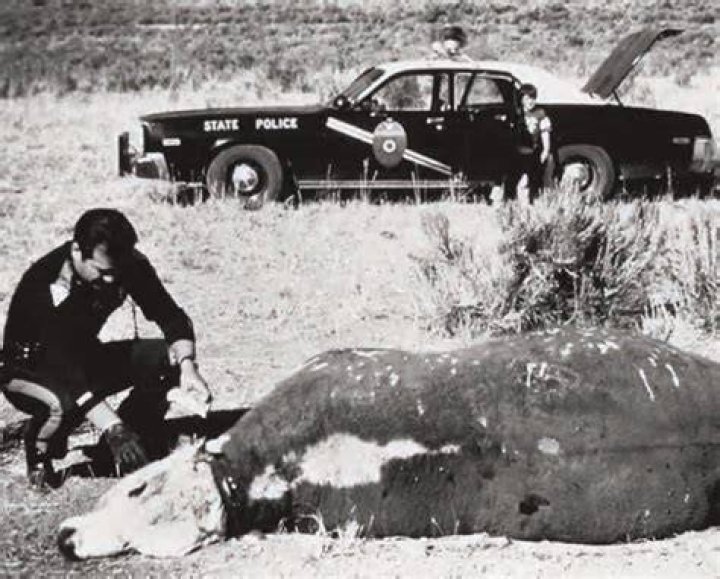 Gabriel Valdez Cattle Mutilation