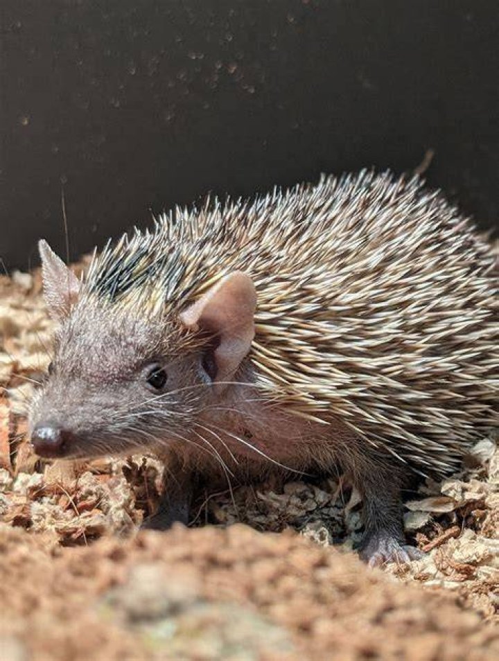 Hedgehog And Tenrec