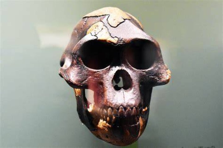 south-african-human-ancestor2 Human Ancestor Skull in South Africa