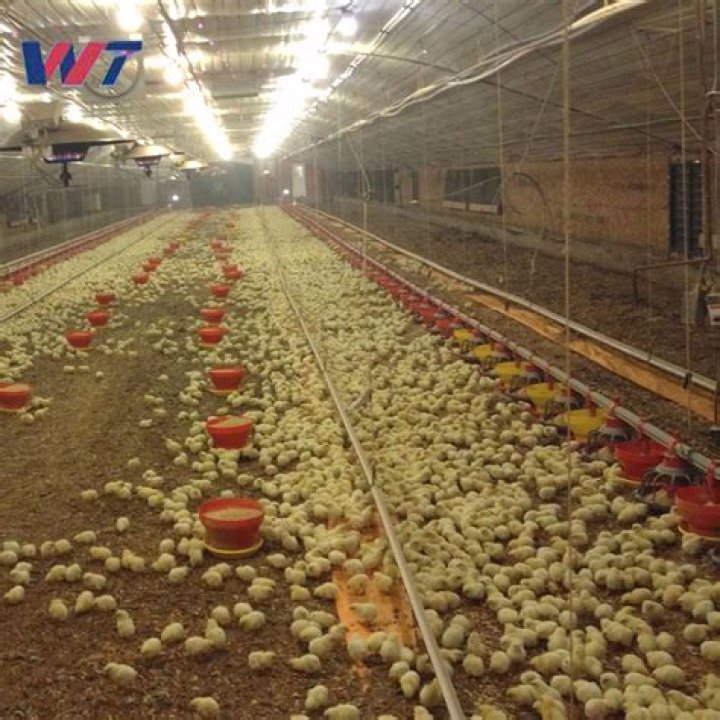 Industrial Chicken Coop