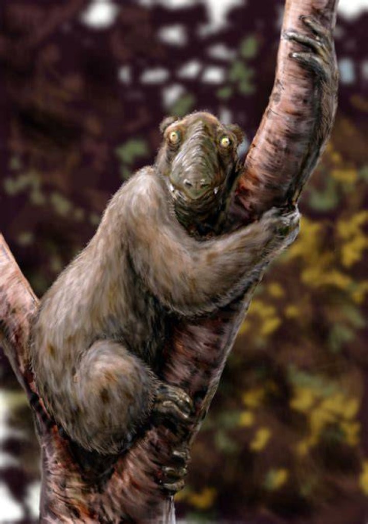 Koala Lemur Extinct Animals