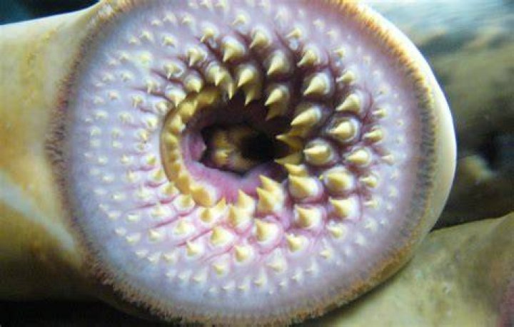 Lamprey Teeth Underwater