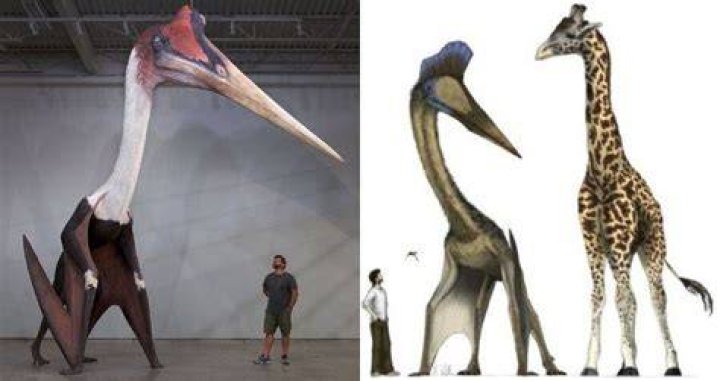 Largest Flying Dinosaur