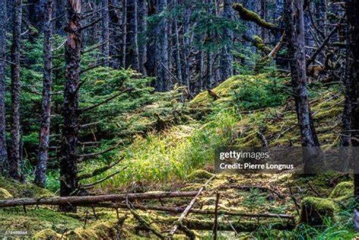 Luscious Rainforest In Antarctica
