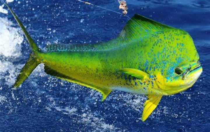 Mahi