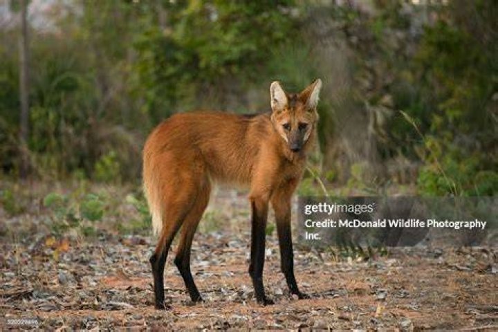 Maned Wolf