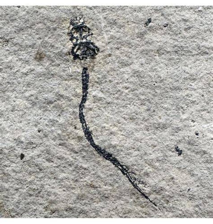 Palaeospondylus Gunni