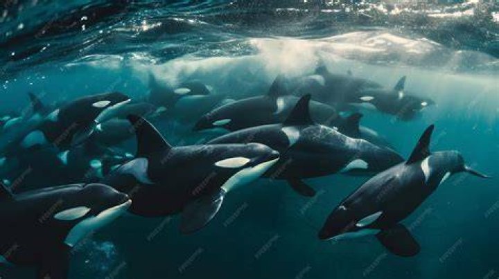 Pod Of Orcas