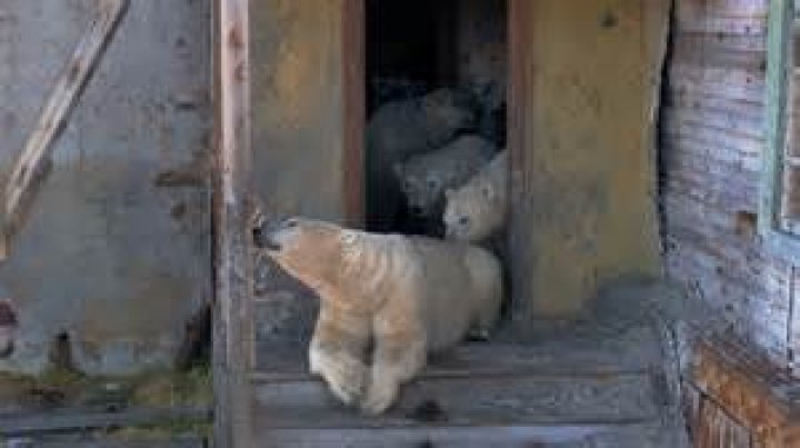 Polar Bears In Kolyuchin