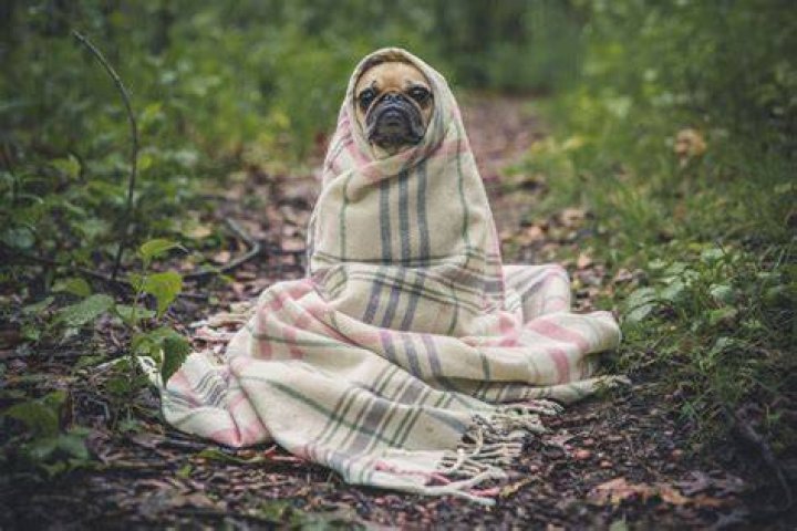 Pug Dog Wrapped In Blanket