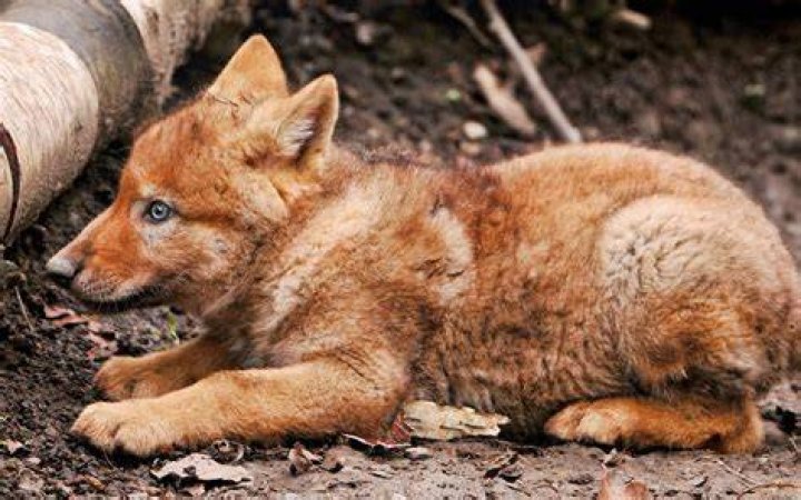 Red Wolf Pup Being Held