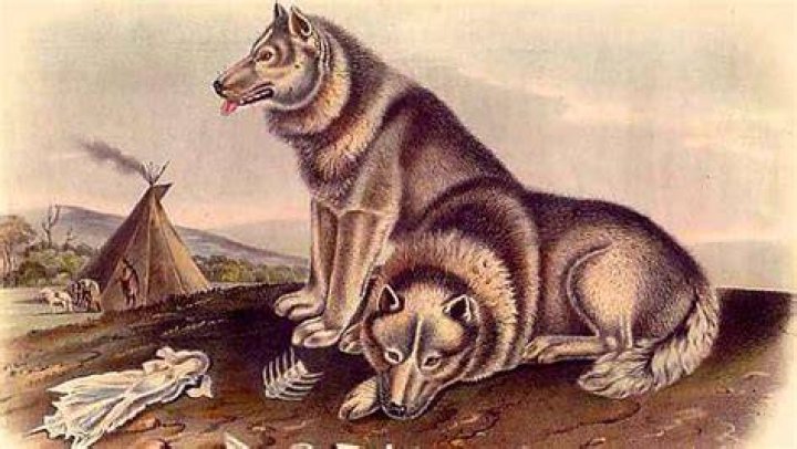 Remains Of Mesolithic Dog