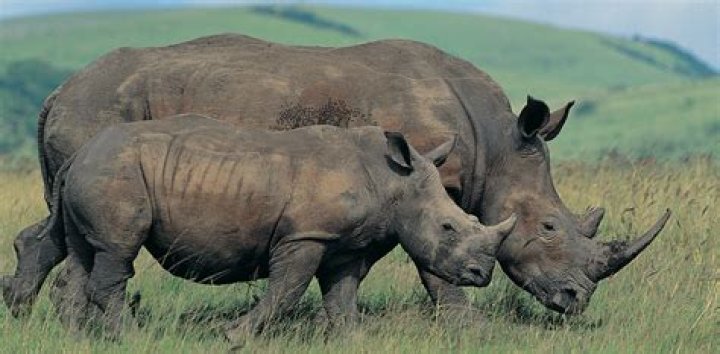 Rhinos In South Africa