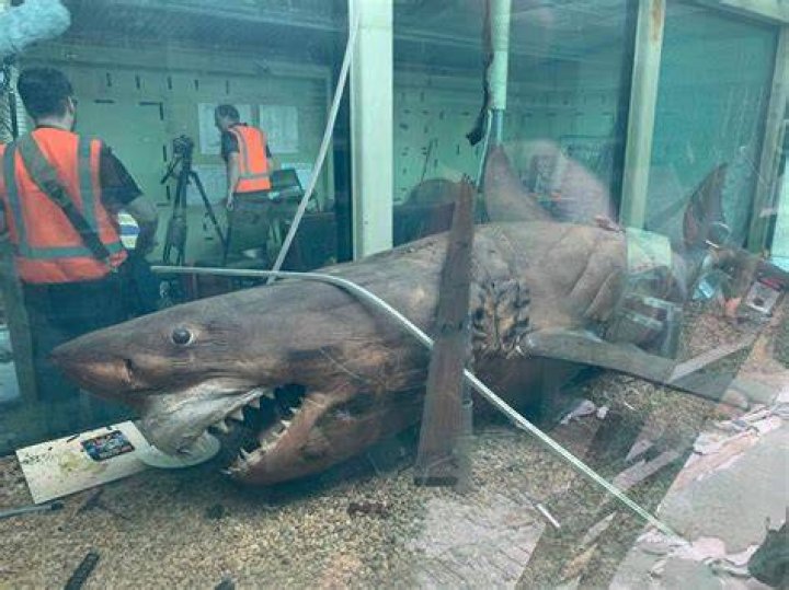 Rosie The Shark In Her Tank