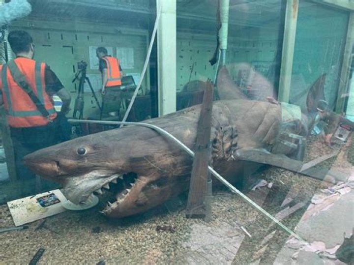Rosie The Shark