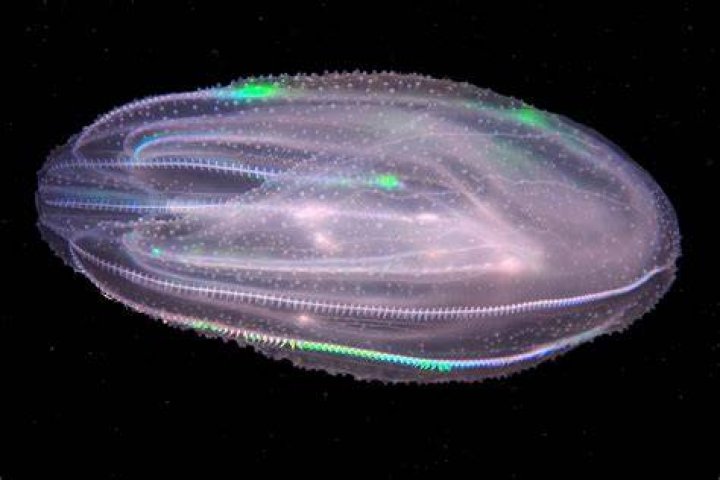 Sidney Tamm Warty Comb Jelly Anus