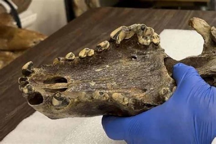 Skull Found At Wolf's Lair