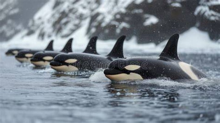 Three Orcas Swimming Together