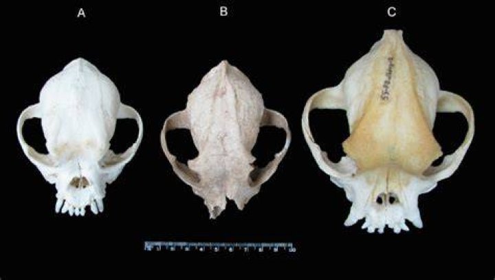 Tralleis Dog Skull Comparisons