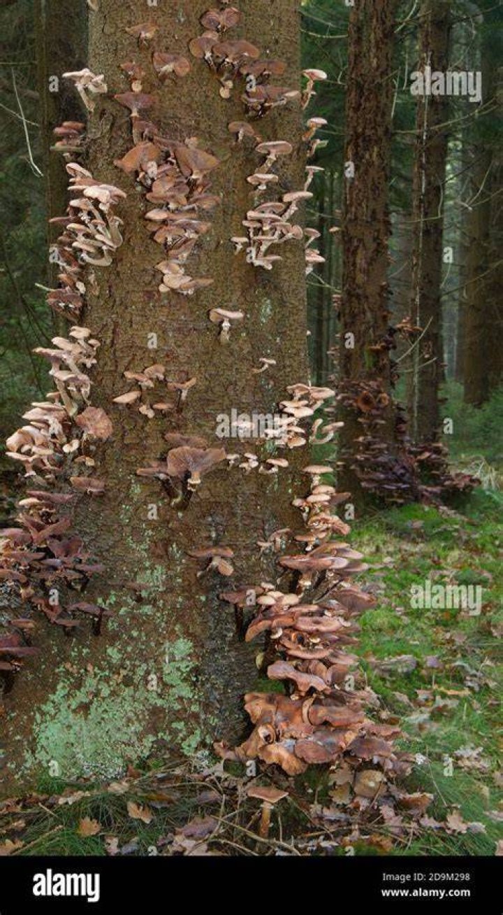Trees Dying Due To Armillaria Gallica Mushroom