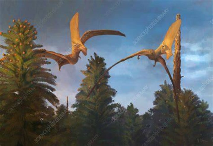 Tupandactylus Navigans Illustration
