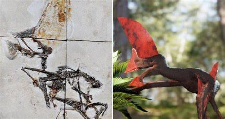 Tupandactylus Navigans In Limestone