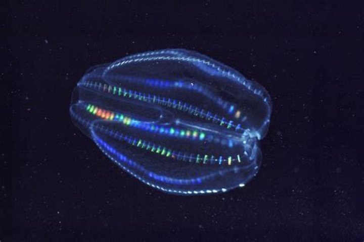 Warty Comb Jellies