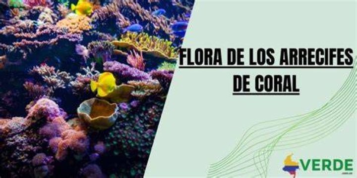 Well Coral Flora