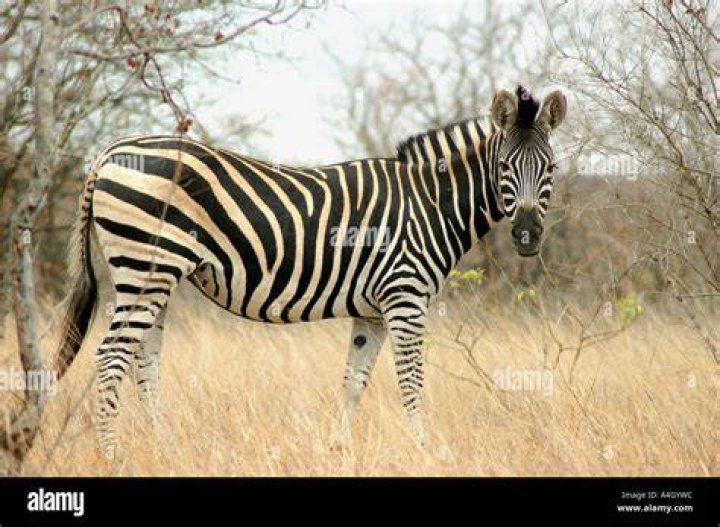 Zebra Kruger National Park